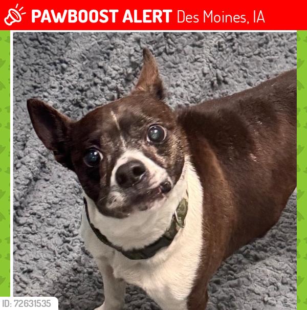 Lost Male Dog last seen Mckinley, Des Moines, IA 50315