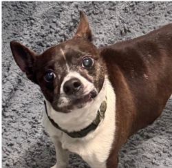 Lost Male Dog last seen Mckinley, Des Moines, IA 50315