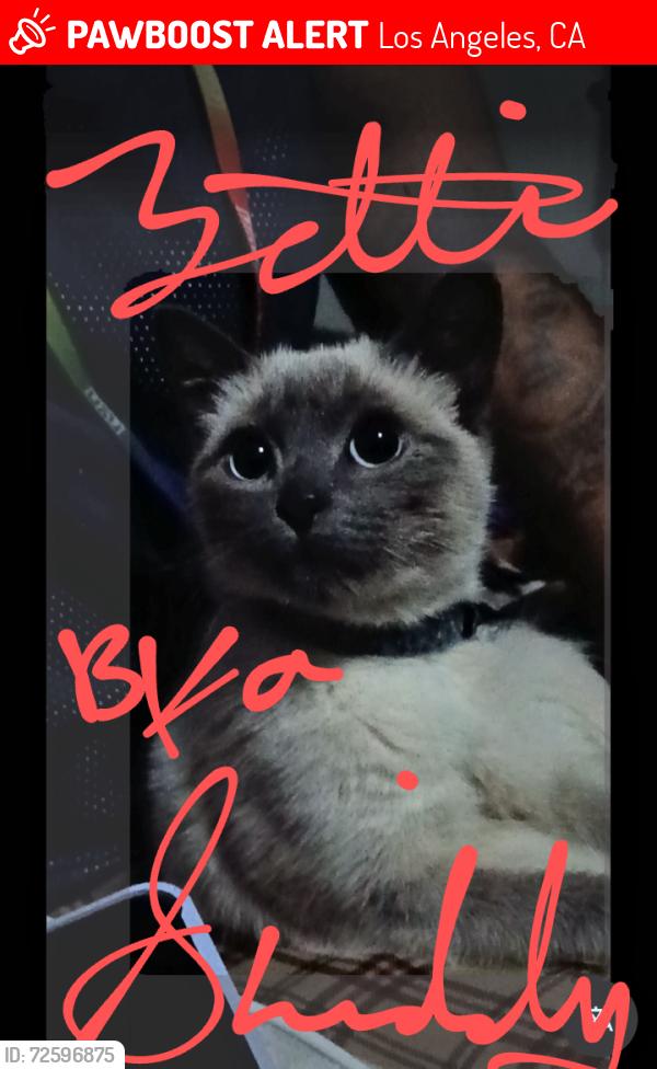 Lost Male Cat last seen Lafayette park, Los Angeles , Los Angeles, CA 90004