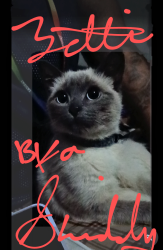 Lost Male Cat last seen Lafayette park, Los Angeles , Los Angeles, CA 90004