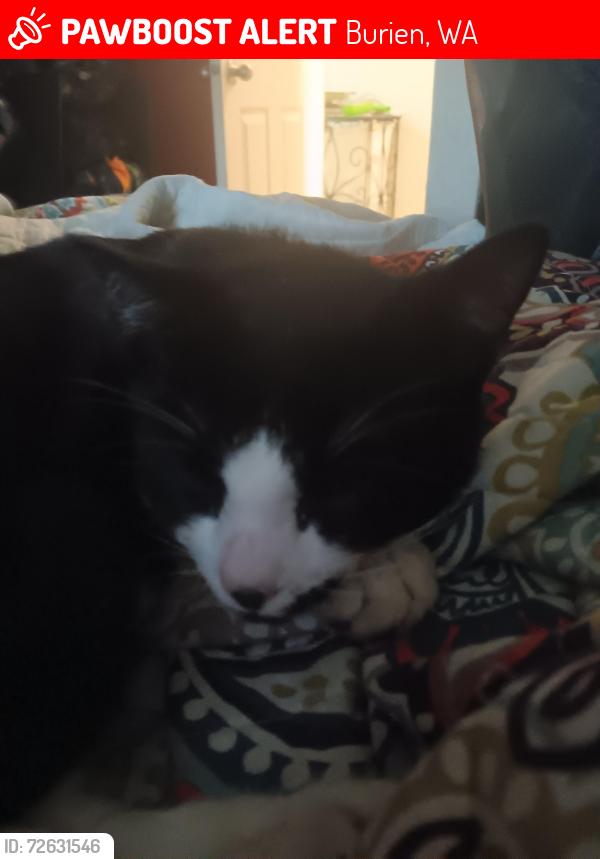 Lost Male Cat last seen 116th Ave so, Burien, WA 98168