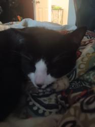 Lost Male Cat last seen 116th Ave so, Burien, WA 98168