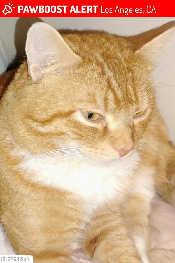 Lost Male Cat last seen Alexandria park, Los Angeles, CA 91606