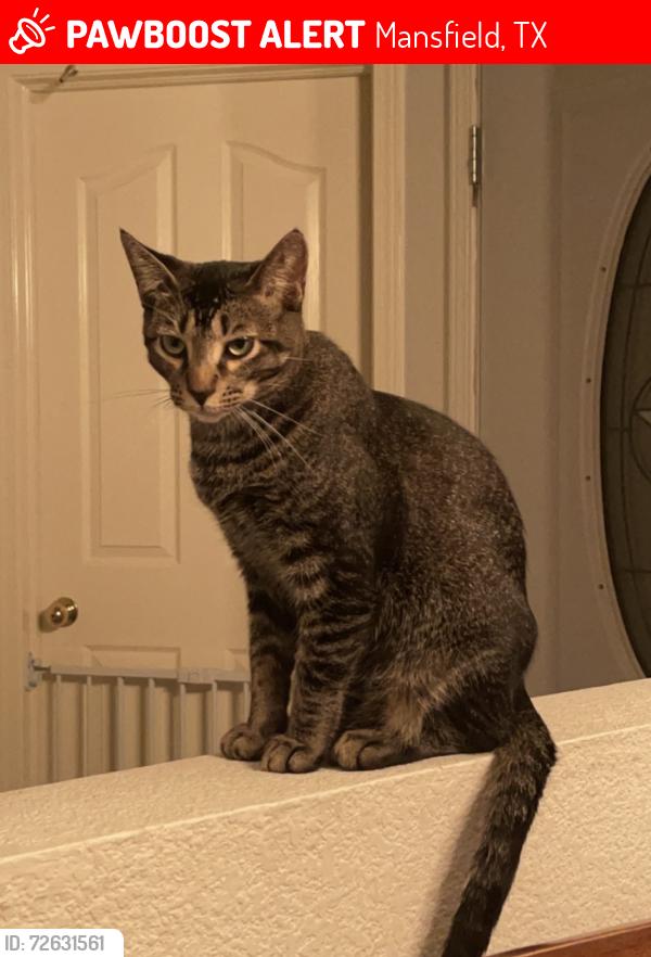 Lost Male Cat last seen Hereford Dr, Mansfield, TX 76063