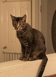 Lost Male Cat last seen Hereford Dr, Mansfield, TX 76063