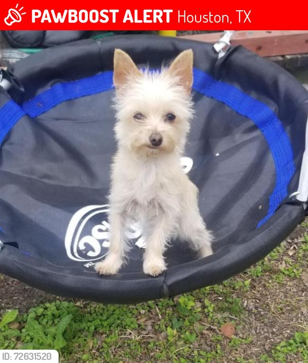 Lost Female Dog last seen Yale and 32nd Street, Houston, TX 77018