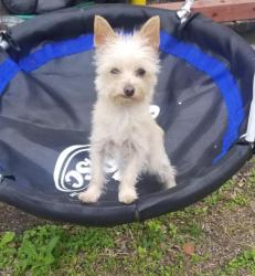 Lost Female Dog last seen Yale and 32nd Street, Houston, TX 77018