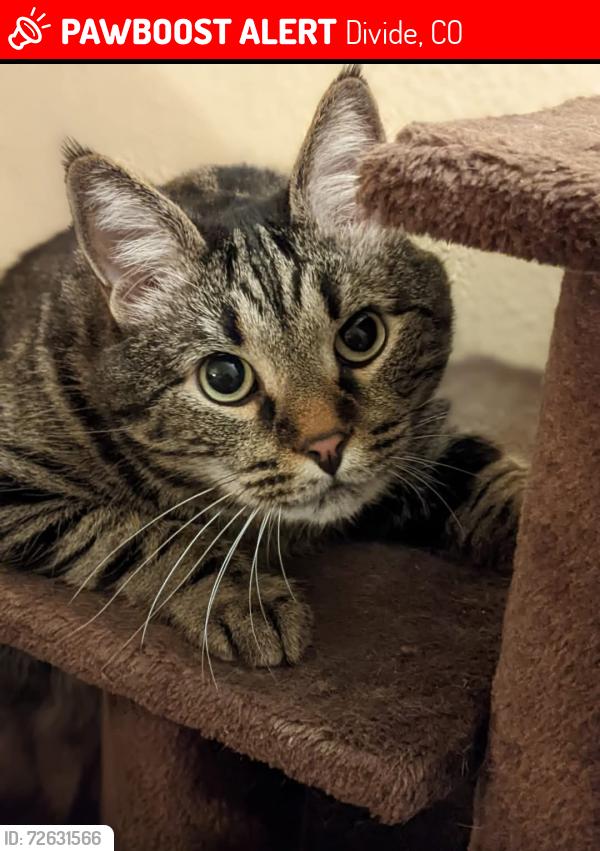 Lost Male Cat last seen Rainbow Valley Fishing Club , Divide, CO 80814