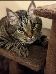 Lost Male Cat last seen Rainbow Valley Fishing Club , Divide, CO 80814