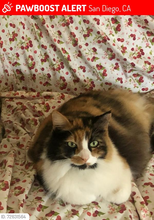 Lost Female Cat last seen 48th St. & El Cajon Blvd., San Diego, CA 92105