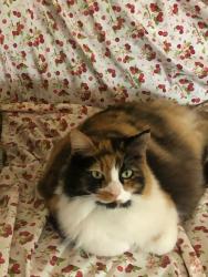 Lost Female Cat last seen 48th St. & El Cajon Blvd., San Diego, CA 92105