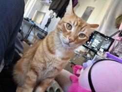 Lost Male Cat last seen E Regent st and N Eastwood Ave , Inglewood, CA 90301