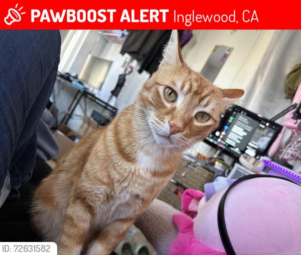 Lost Male Cat last seen E Regent st and N Eastwood Ave , Inglewood, CA 90301