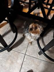 Lost Male Dog last seen Crestway and 1976, San Antonio, TX 78239
