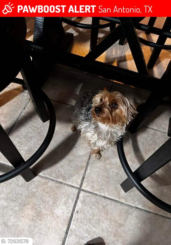 Lost Male Dog last seen Crestway and 1976, San Antonio, TX 78239