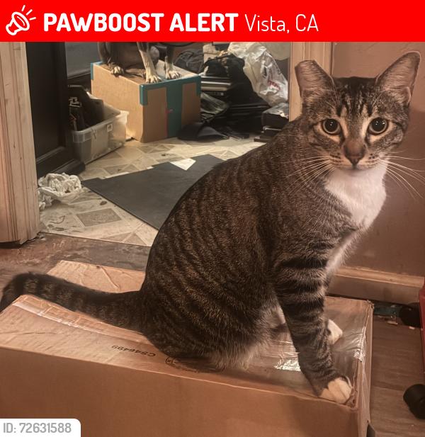 Lost Female Cat last seen 7-11, Vista, CA 92084