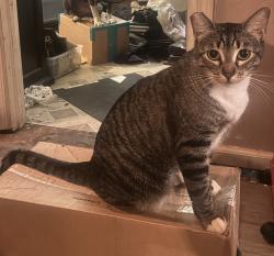 Lost Female Cat last seen 7-11, Vista, CA 92084