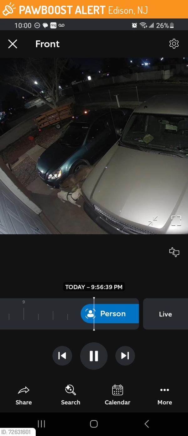 Found/Stray Unknown Dog last seen Hanover n coors, Edison, NJ 08820