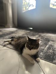 Lost Female Cat last seen Long trace Dr, Humble, TX 77346