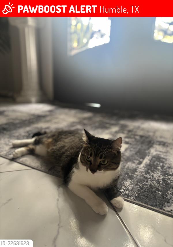 Lost Female Cat last seen Long trace Dr, Humble, TX 77346