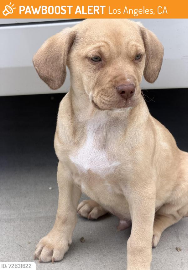Found/Stray Male Dog last seen Tampa , Los Angeles, CA 91411