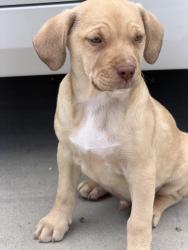 Found/Stray Male Dog last seen Tampa , Los Angeles, CA 91411