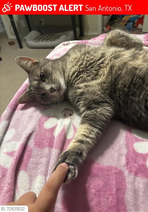 Lost Female Cat last seen Woodlake, binz-englemen, San Antonio, TX 78244