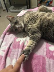 Lost Female Cat last seen Woodlake, binz-englemen, San Antonio, TX 78244