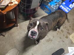Found/Stray Female Dog last seen Fernwood way and Garfield, Sacramento County, CA 95841