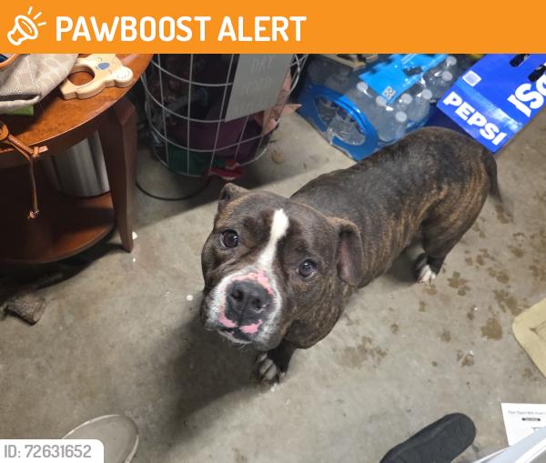 Found/Stray Female Dog last seen Fernwood way and Garfield, Sacramento County, CA 95841