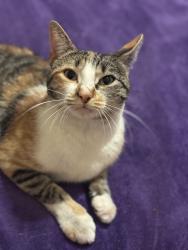Lost Female Cat last seen bright academy neighborhoods, Frisco, TX 75034