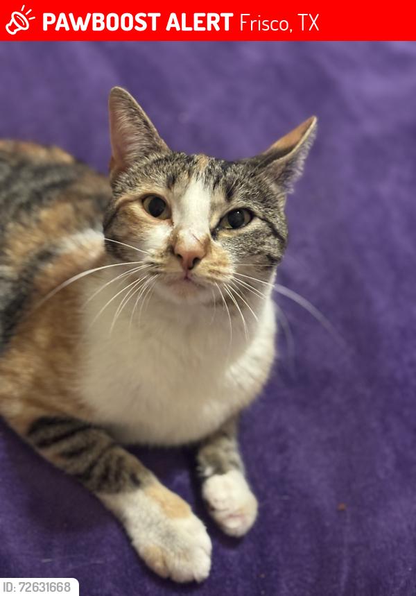 Lost Female Cat last seen bright academy neighborhoods, Frisco, TX 75034