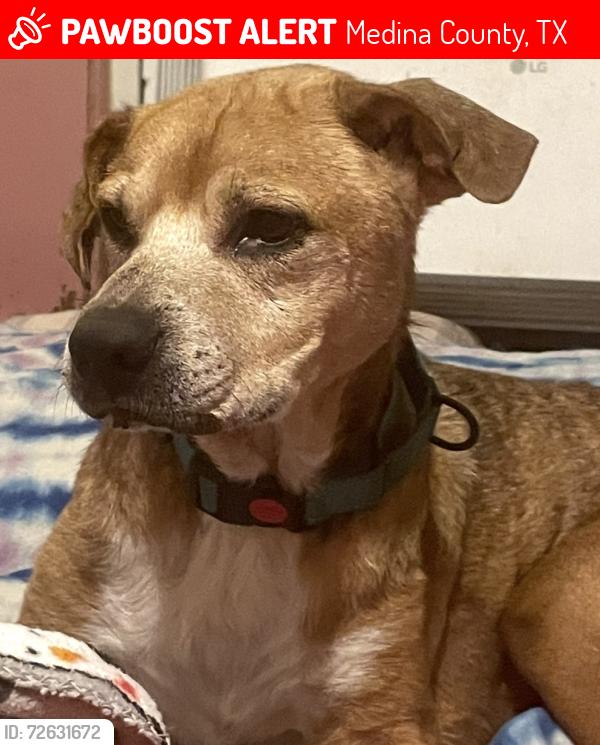 Lost Male Dog last seen County Rd 5711, Medina County, TX 78039