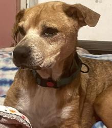 Lost Male Dog last seen County Rd 5711, Medina County, TX 78039