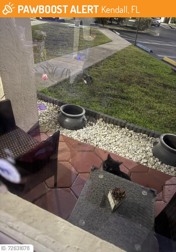 Found/Stray Unknown Cat last seen Near , Kendall, FL 33183