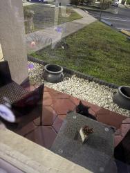 Found/Stray Unknown Cat last seen Near , Kendall, FL 33183