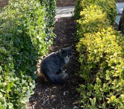 Found/Stray Unknown Cat last seen Near Terra Vista Pkwy/ 196 facing Mountain View , Rancho Cucamonga, CA 91730