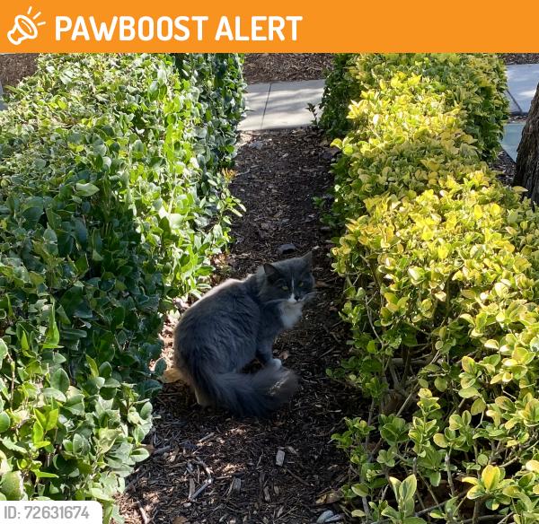Found/Stray Unknown Cat last seen Near Terra Vista Pkwy/ 196 facing Mountain View , Rancho Cucamonga, CA 91730