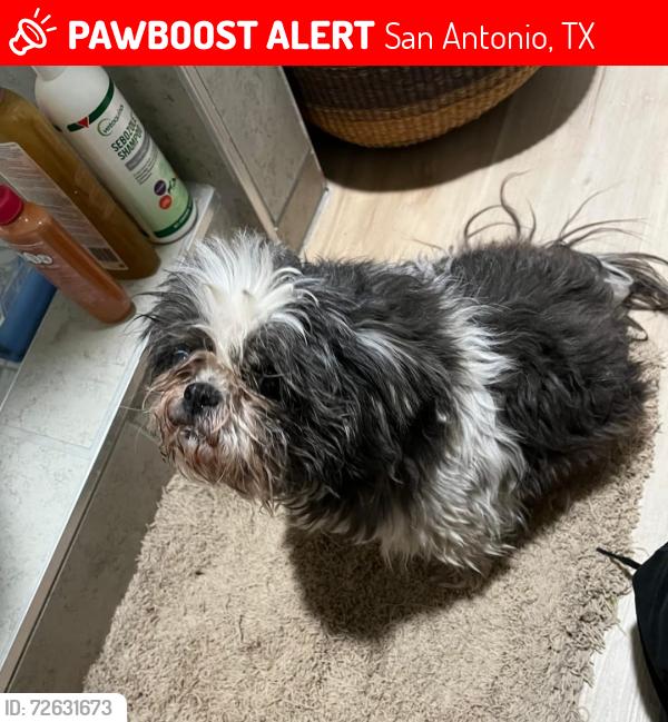 Lost Female Dog last seen Hillcrest Dr, San Antonio, TX 78201
