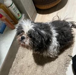 Lost Female Dog last seen Hillcrest Dr, San Antonio, TX 78201