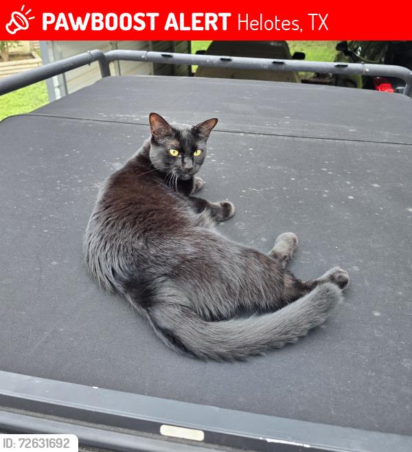 Lost Female Cat last seen Old Bandera Rd, Antonio Dr, Helotes, TX 78023