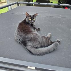 Lost Female Cat last seen Old Bandera Rd, Antonio Dr, Helotes, TX 78023