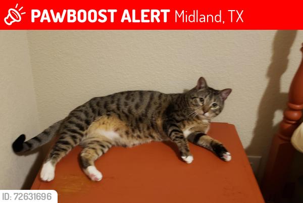 Lost Male Cat last seen Commonwealth legacy subdivision , Midland, TX 79706