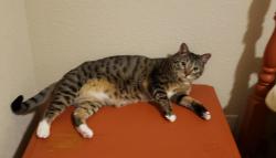 Lost Male Cat last seen Commonwealth legacy subdivision , Midland, TX 79706