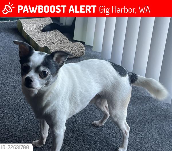 Lost Male Dog last seen 150th and Goldman, Gig Harbor, WA 98329