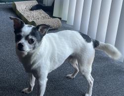 Lost Male Dog last seen 150th and Goldman, Gig Harbor, WA 98329