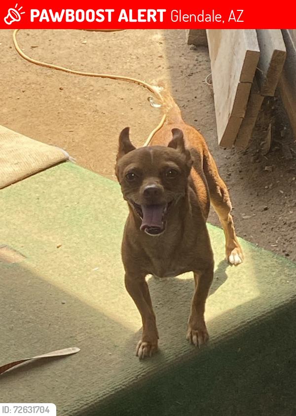 Lost Male Dog last seen 51st Ave and Glendale, Glendale, AZ 85301