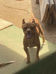 Lost Male Dog last seen 51st Ave and Glendale, Glendale, AZ 85301