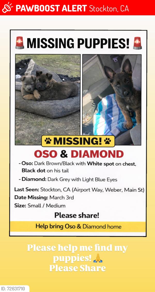 Lost Male Dog last seen Airport & Wilson Way , Stockton, CA 95205