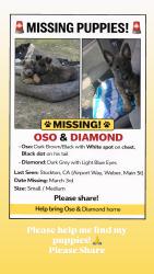 Lost Male Dog last seen Airport & Wilson Way , Stockton, CA 95205